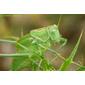 Saltão‑verde‑maior // Great Green Bush-cricket (Tettigonia viridissima), female