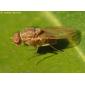 Mosca // Lauxaniid Fly (Minettia flavipalpis)