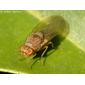 Mosca // Lauxaniid Fly (Minettia flavipalpis)