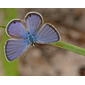 Ceraunus Blue (Hemiargus ceraunus)