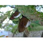 Climena Crow butterfly