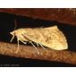 Borboleta Noturna // Moth (Evergestis isatidalis)