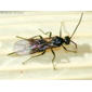 Vespa // Braconid Wasp - ID, please!