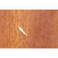Traça da roupa formadora de saco // Casemaking Clothes Moth (Tinea pellionella)