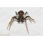 Aranha // Spider (Gibbaranea sp.), male