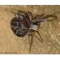Aranha-de-teia-radial-de-redi // Gorse Orbweaver (Agalenatea redii), female
