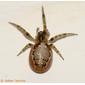 Aranha // Spider (Zygiella atrica), female