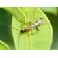 Vespa // Braconid Wasp (Aleiodes sp.)