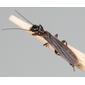 Oligotoma nigra (Black Webspinner)
