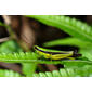 Bukit Lawang - Japanese Rice Grashopper ♂