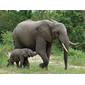 Elephants Loxodonta africana