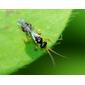 Vespa // Braconid Wasp - ID, please!