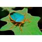 Turquoise Shield Bug (Edessa rufomarginata)