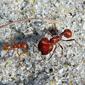 Florida harvester ant polymorphic workers