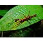 Spiny Stick Insect (Epidares nolimetangere)