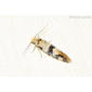 Borboleta Noturna // Moth (Infurcitinea atrifasciella)