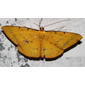 ecosystem/fauna/Moth(Eumelea sp.)