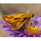 Fiery Skipper male