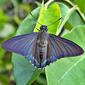 Mangrove Skipper (Phocides pigmalion)