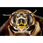 Centris-fasciata,-female,-face_2012-06-25-14.38.16-ZS-PMax