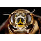 Centris-fasciata,-female,-face_2012-06-25-14.38.16-ZS-PMax