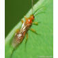 Vespa // Braconid Wasp - ID, please!