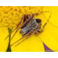 Aranha-de-teia-radial-de-redi // Gorse Orbweaver (Agalenatea redii), male