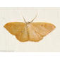 Borboleta Noturna // Moth (Idaea predotaria)