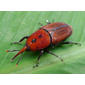 Red Palm Weevil, Rhynchophorus ferrugineus