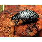 Mt. Lemmon Pleasing Fungus Beetle on Orange Mushroom