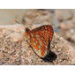 Marsh Fritillary (Euphydryas aurinia)