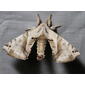Angelic moth