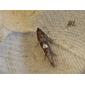 Acrolepiopsis assectella