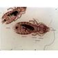 Alcedoffula alcyonae