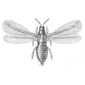 File:Taeniothrips inconsequens adult - AE.png