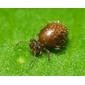 File:Dark.round.springtail.2.jpg