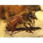 File:Honeybee-27527-1.jpg