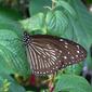 File:Euploea mulciber.jpg