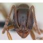 Aphaenogaster subterranea (casent0173580) head