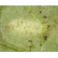 Puparium in leaf lower epidermis - magnified