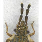 Head and antennae - dorsal - magnified