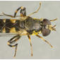 Female - legs, thorax, head - dorsal view - highly enlarged