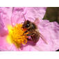 Abelha-doméstica // Honey Bee (Apis mellifera)