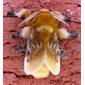 Southern Flannel Moth