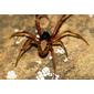 Falsa-viúva-de-patas-vermelhas // Comb-footed Spider (Steatoda nobilis), male