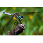 Blue Dasher, Male