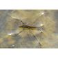 Sapateiro ou Alfaiate-comum // Common Pondskaters mating (Gerris lacustris)