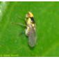 Mosca // Leafminer Fly (Liriomyza sp.)