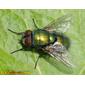 Mosca da família Calliphoridae // Blow Fly (Lucilia sericata), female