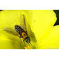 Mosca da família Bombyliidae // Bee Fly (Parageron gratus)